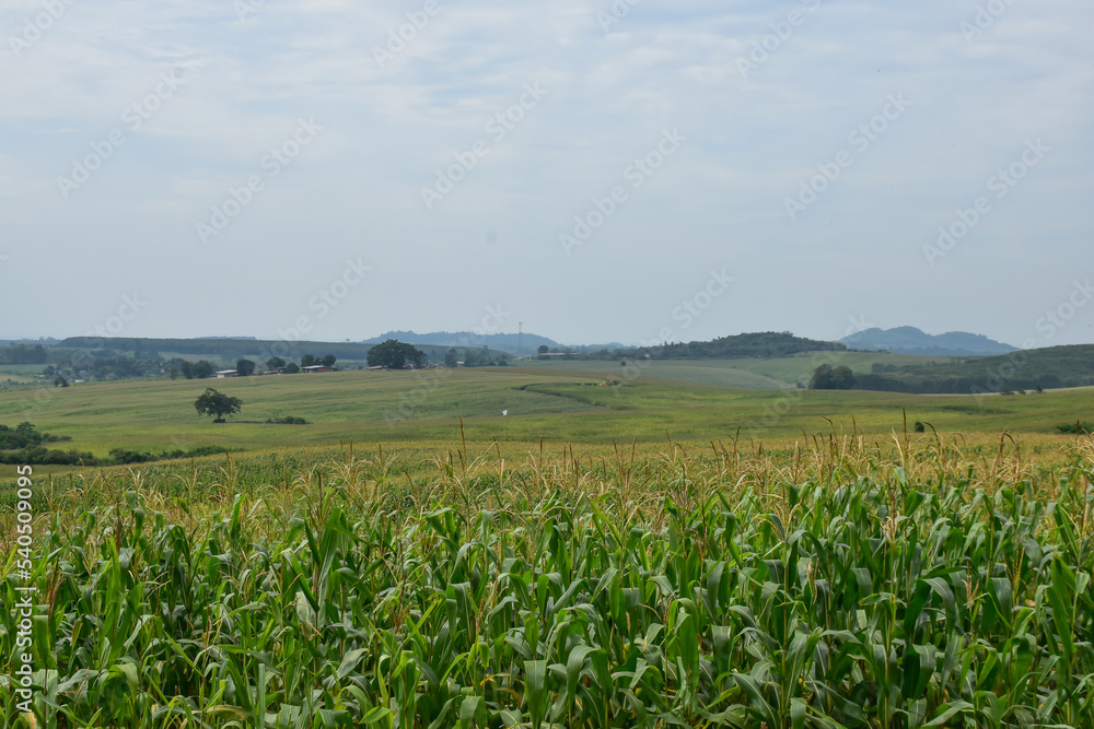 Corn plantation in the middle of the mountains, a cloudy sky with a blurry sky background, a blurry background. Corn plantation in the middle of the mountains, a cloudy sky with a blurry sky background, a blurry background.