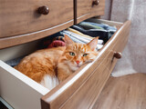 Ginger cat is sleeping in chest of drawers. Fluffy pet has a rest among folded clothes. Domestic animal in bedroom.