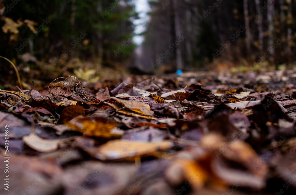 Autumn fallen leaves on the ground in the forest