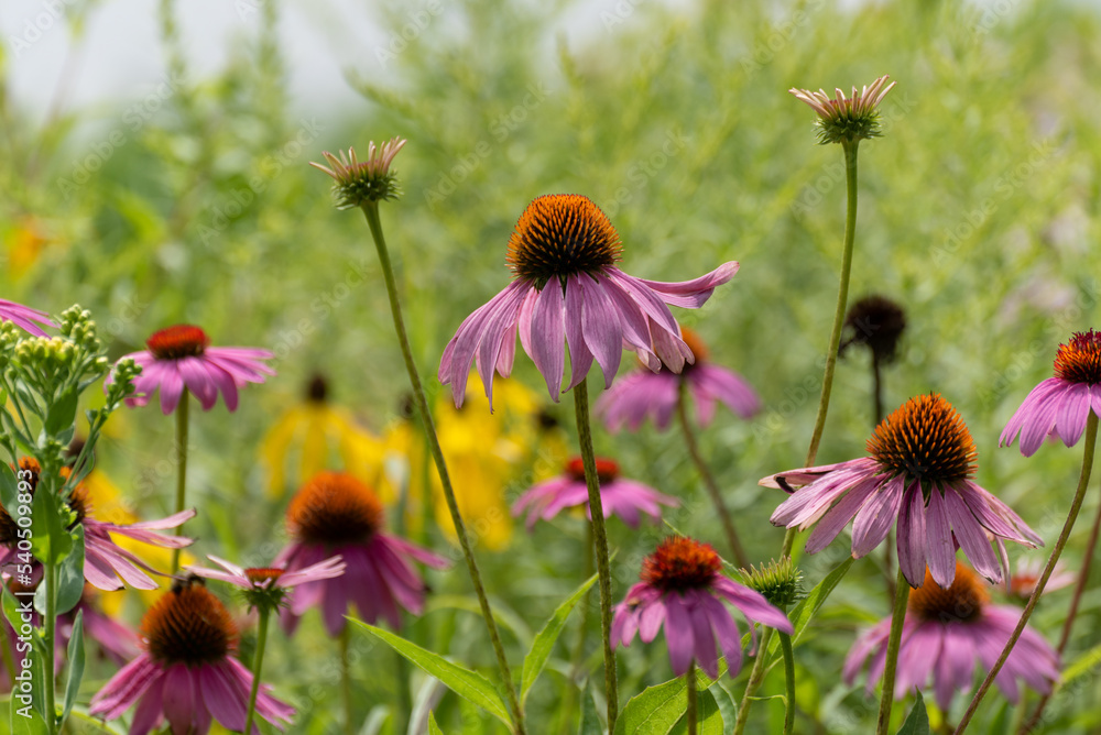 Pink Coneflowers Growing In The Prairie Plant Area Near The Pond Pink Coneflowers Growing In The Prairie Plant Area Near The Pond