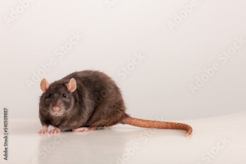 studio portrait of a black rat