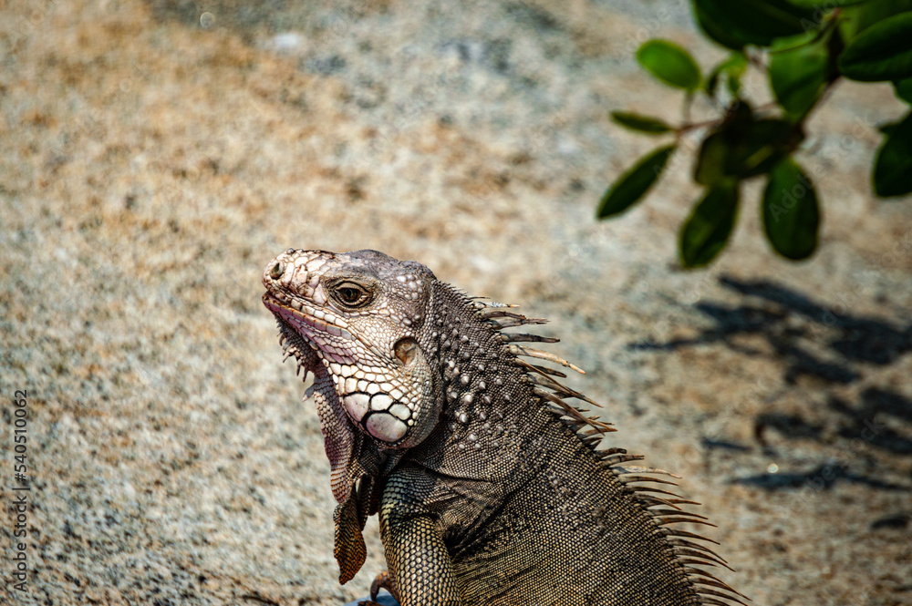 Obraz premium Iguana tomando el sol