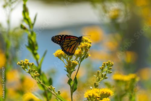 Monarch Butterfly On Goldenrod By The Pond