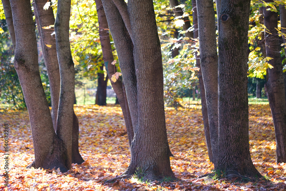 Autumnal season forest scenic background Autumnal season forest scenic background