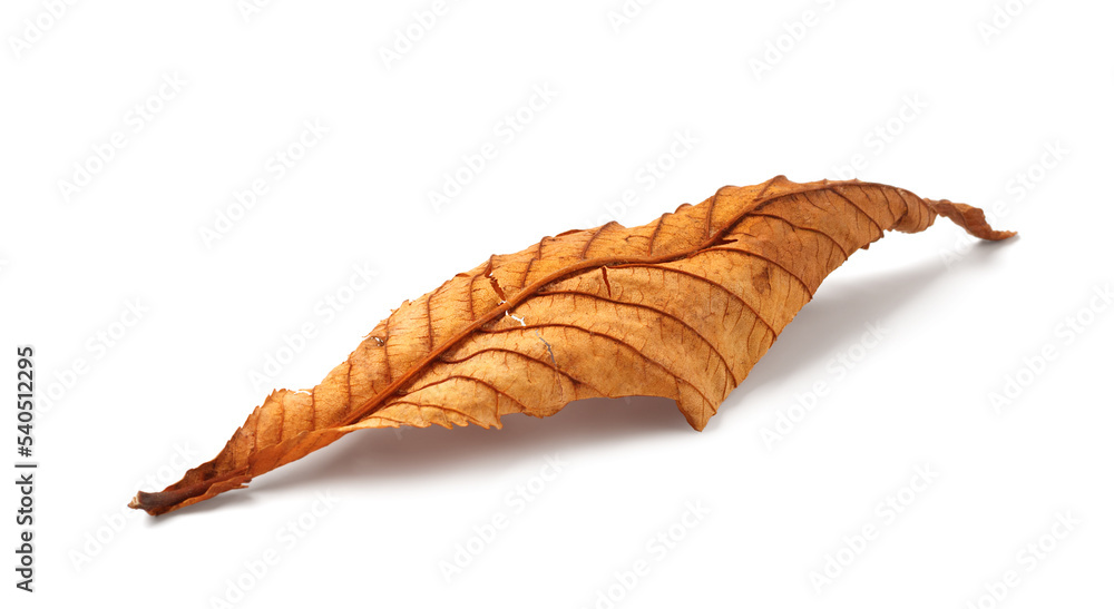 Autumn chestnut leaf Isolated on white Autumn chestnut leaf Isolated on white
