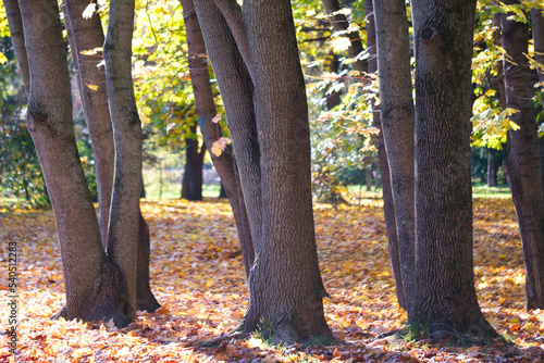 Autumnal  season forest scenic  background © Aleksandr Matveev