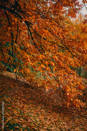 autumn leaves in the park