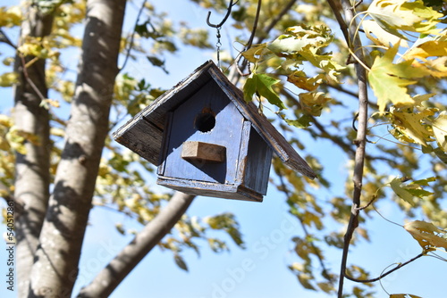 Birdhouse in an Elm Tree