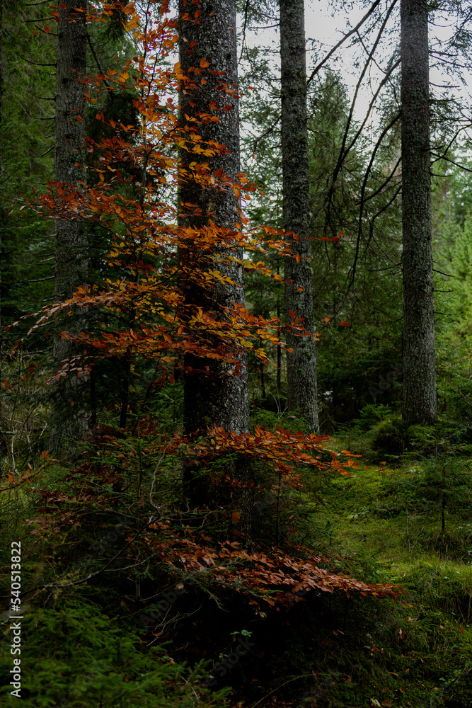 Obraz premium forest in autumn