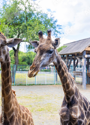 Giraffes at Changchun Zoo in Jilin Province