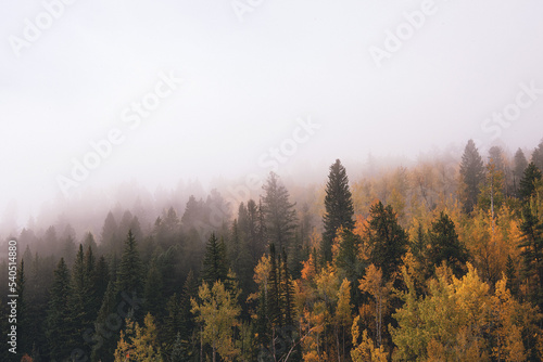 Fogg over forest of alpine trees and aspen trees in autumn in Colorado