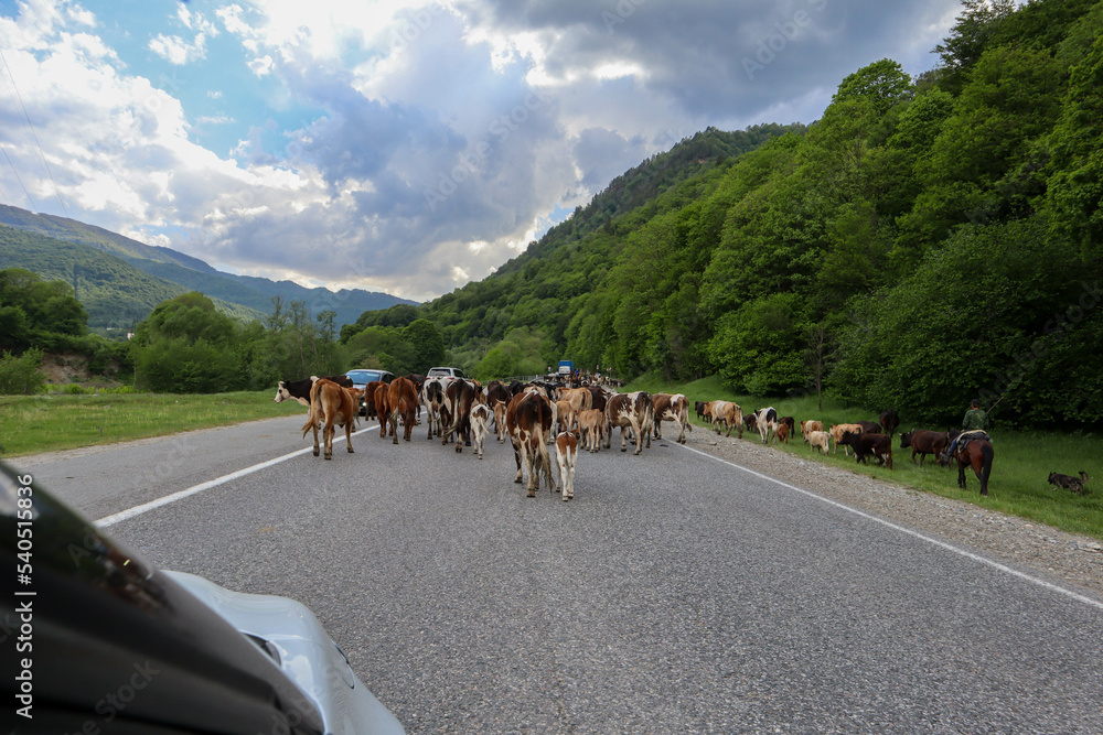 herd of cows on the asphalt road in the mountains