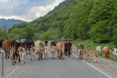 Wallpaper Mural herd of cows on the asphalt road in the mountains Torontodigital.ca