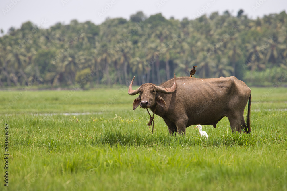 buffalo in the field buffalo in the field