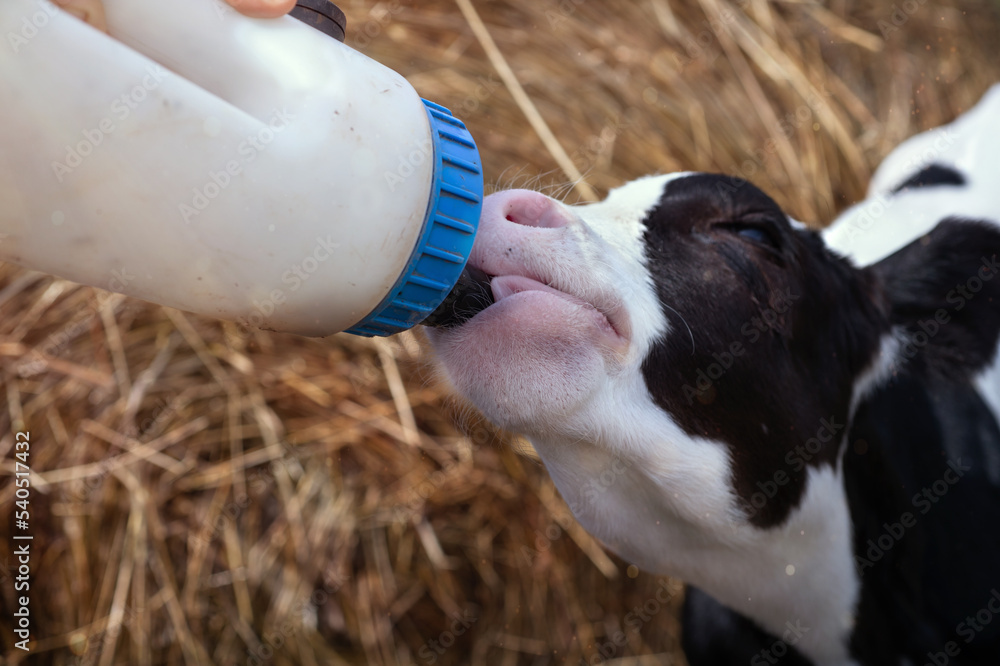 cute little calf feeding from bottle against hay. nursery on a farm. close up