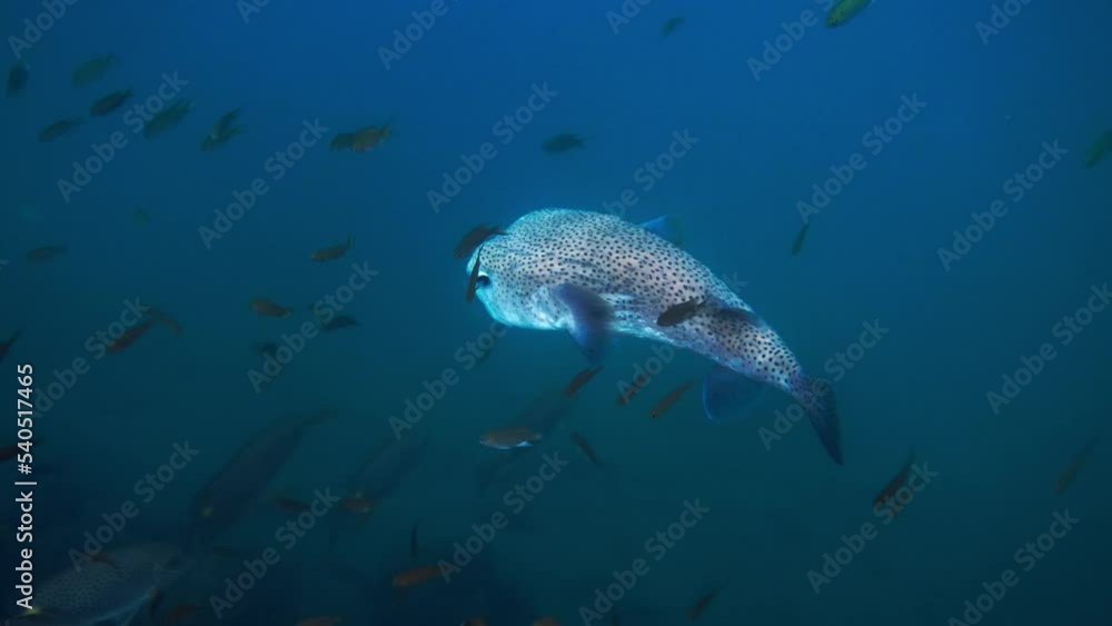 Big Porcupine Puffer Fish Swimming In Tropical Salt Water Stock ビデオ