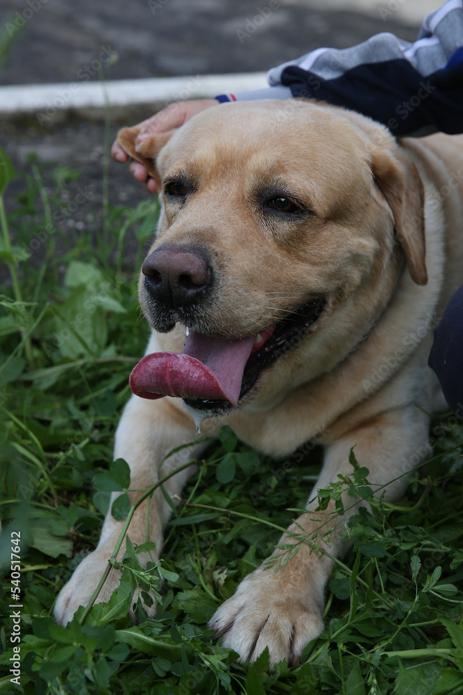 A labrador dog on the grass, a boy's hand gently holds the dog's ear