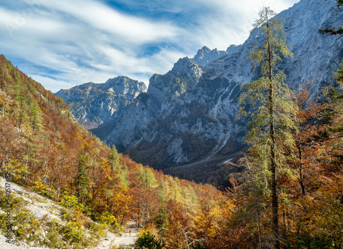 Colorful trees in Logar valley, Slovenia