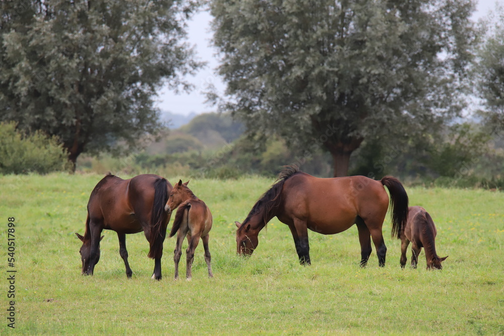 Chveaux Normandie