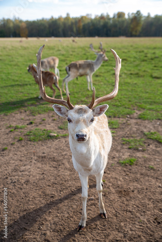 white deer