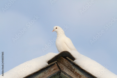 white dove symbol of peace sits on a roof covered with snow