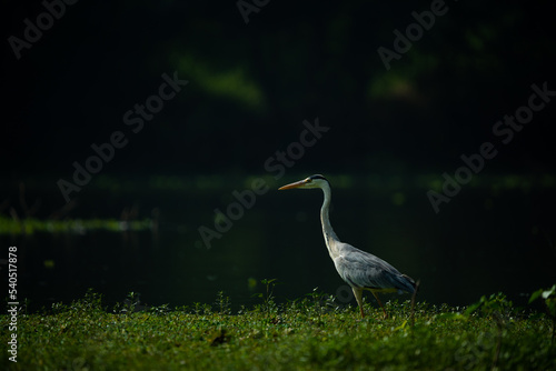 Grey heron looking for a fish