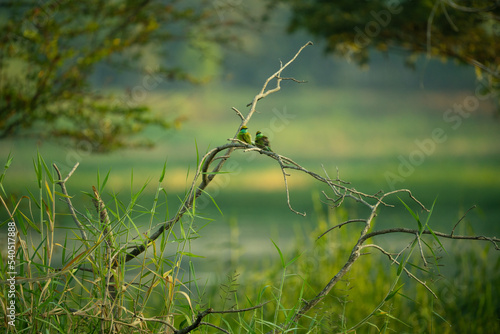 Blue tailed bee eater background lake landscape