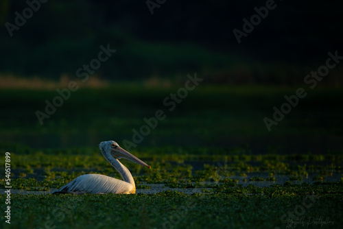 Spotted billed pelican swimming in lake