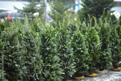 Christmas trees for sale on the eve of the holiday. Preparation for the celebration.