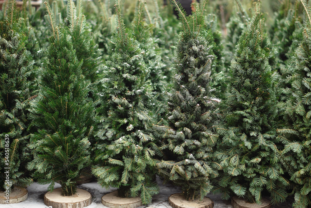 Background from fir-trees. Sale of Christmas trees. Preparation for the celebration. Background from fir-trees. Sale of Christmas trees. Preparation for the celebration.