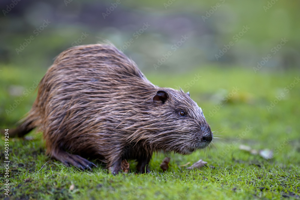 Young coypu (Myocastor coypus) in grass on river Young coypu (Myocastor coypus) in grass on river