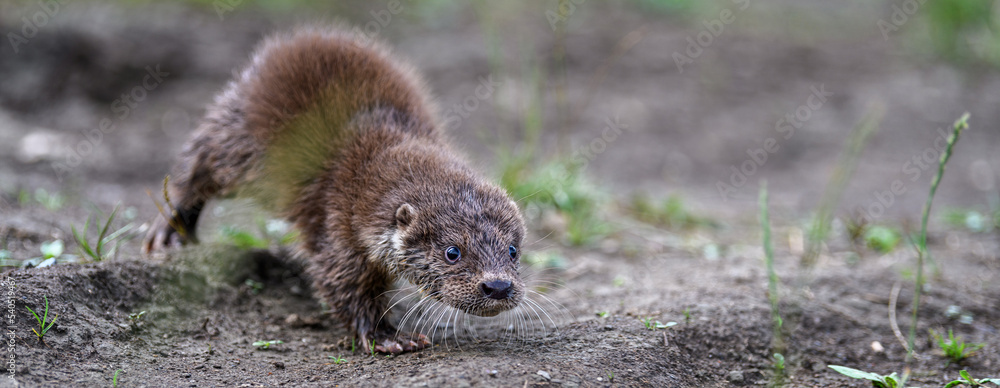 Lutra in nature habitat. Portrait of water predator. Wildlife scene Lutra in nature habitat. Portrait of water predator. Wildlife scene