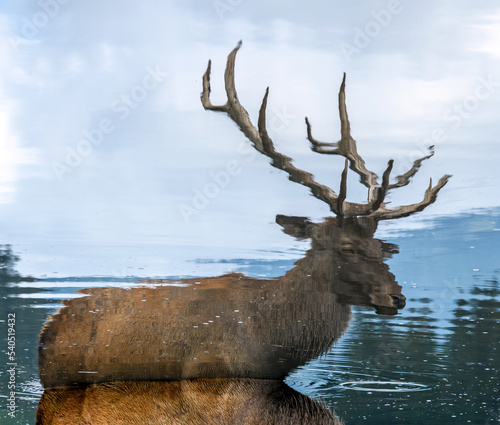 Reflection of a large antlered deer in the water