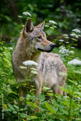 Wolf in forest. Wildlife scene from nature. Animal in the natural habitat