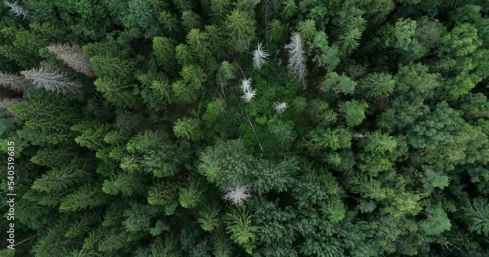 Aerial of a late summer mixed boreal forest in Estonia, Northern Europe Aerial of a late summer mixed boreal forest in Estonia, Northern Europe
