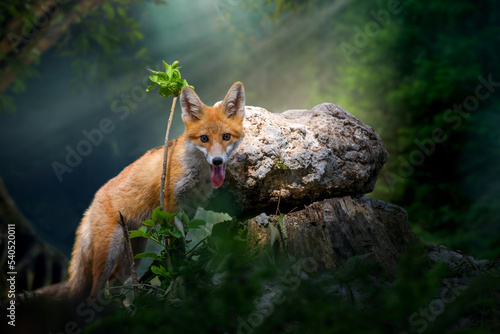 Young red fox (Vulpes vulpes) with branch near stone in mystical forest