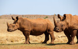 Two Rhino in the wild at a game reserve near Johannesburg