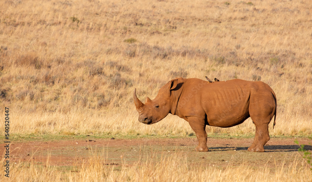 Fototapeta premium A lone White Rhinoceros at a game reserve near Johannesburg