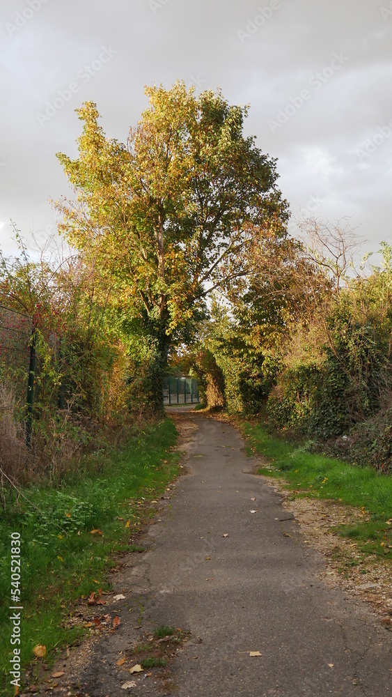 Un petit chemin en pierre ou en coudron, passage entre des maisons et à travers une foret, avec quelques feuilles par terre, un peu de gazon et un éclairage du soleil
