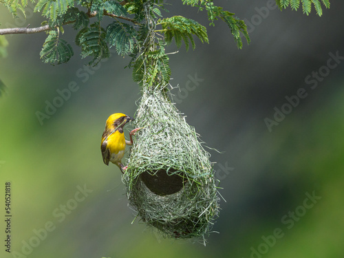 Obraz na płótnie Breeding Male Baya weaver bird busy in waving his hanging retort shaped nest from leaves