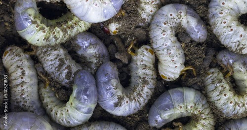 Large white worms close-up may bug larvae or rhinoceros beetle in the ground. photo