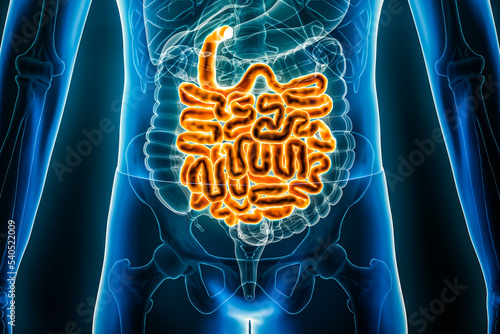 Quadro su tela Small intestine or bowel 3D rendering illustration close-up