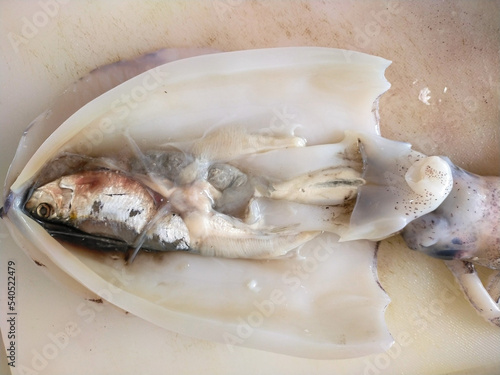 White Soft cuttlefish with a small fish inside