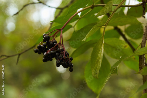 czarny bez