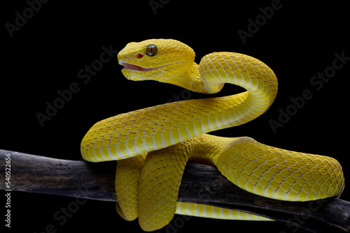 The Yellow White-lipped Pit Viper (Trimeresurus insularis) closeup on branch with isolated background photo