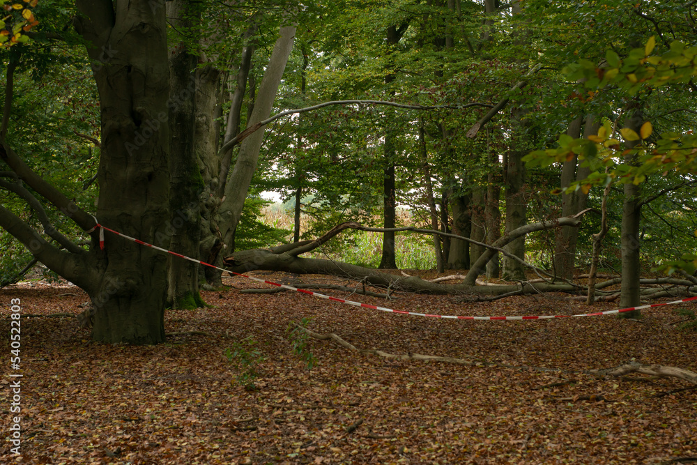 Old beech tree with broken branch in the park. Broken tree after a strong wind, hurricane secured with red and white tape.