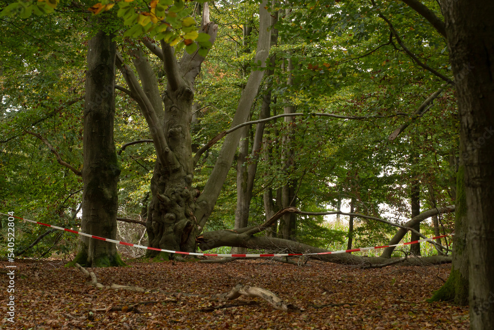 Old beech tree with broken branch in the park. Broken tree after a strong wind, hurricane secured with red and white tape.