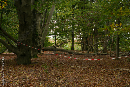 Obraz na płótnie Old beech tree with broken branch in the park. Broken tree after a strong wind, hurricane secured with red and white tape. w salonie