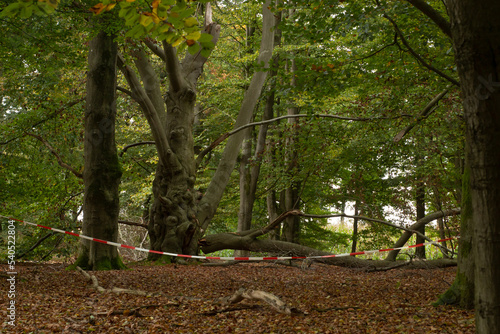 Obraz na płótnie Old beech tree with broken branch in the park. Broken tree after a strong wind, hurricane secured with red and white tape. w salonie