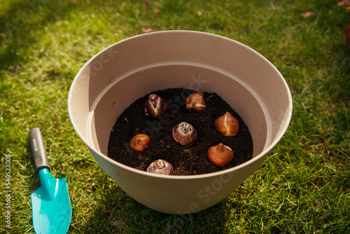 Planting flower bulbs, tulips, in the ground photo